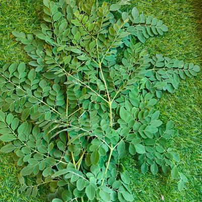 Moringa Leaves