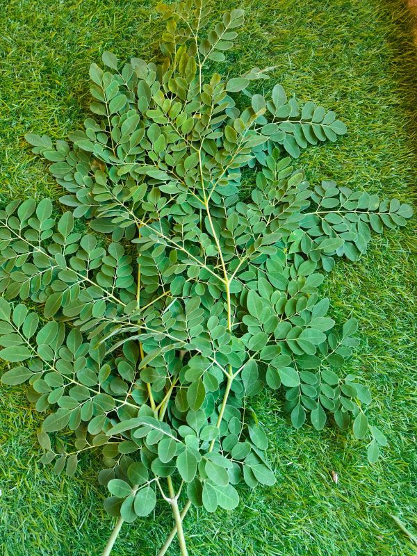 Moringa Leaves