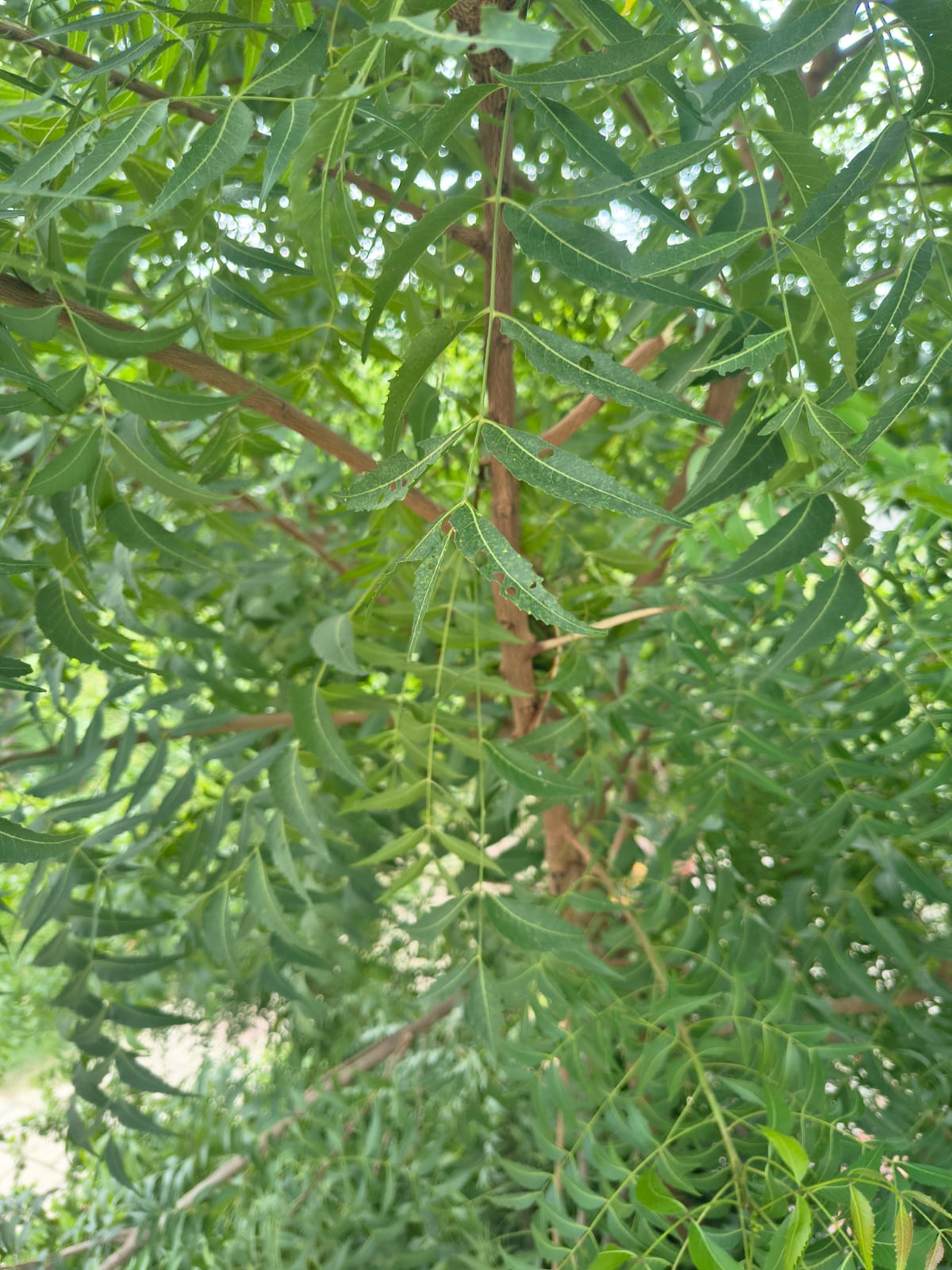 Neem Leaves
