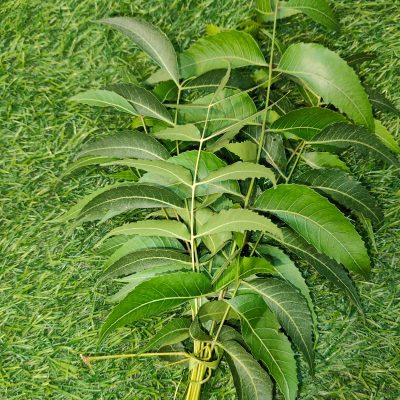 Neem Leaves