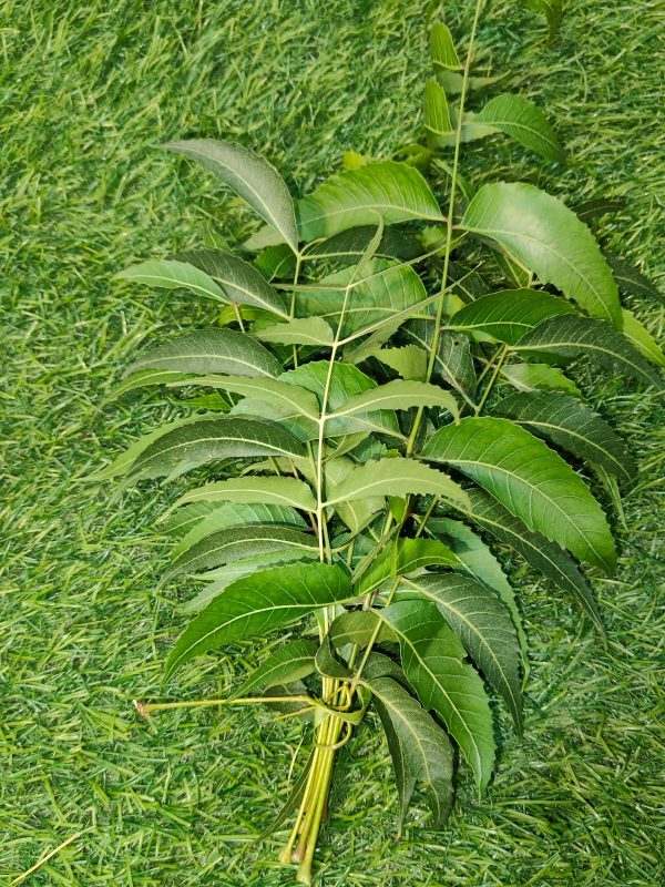 Neem Leaves
