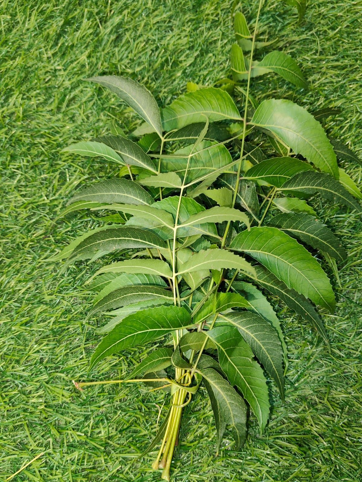 Neem Leaves