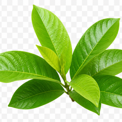 Guava Leaf Powder 100g