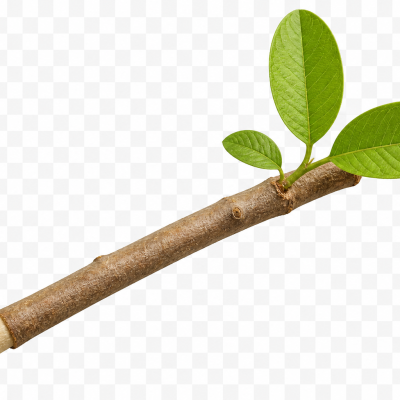 Guava Datun Sticks (10 Pack)