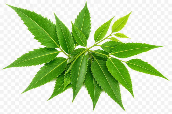 Neem & Tulsi Combo Pack