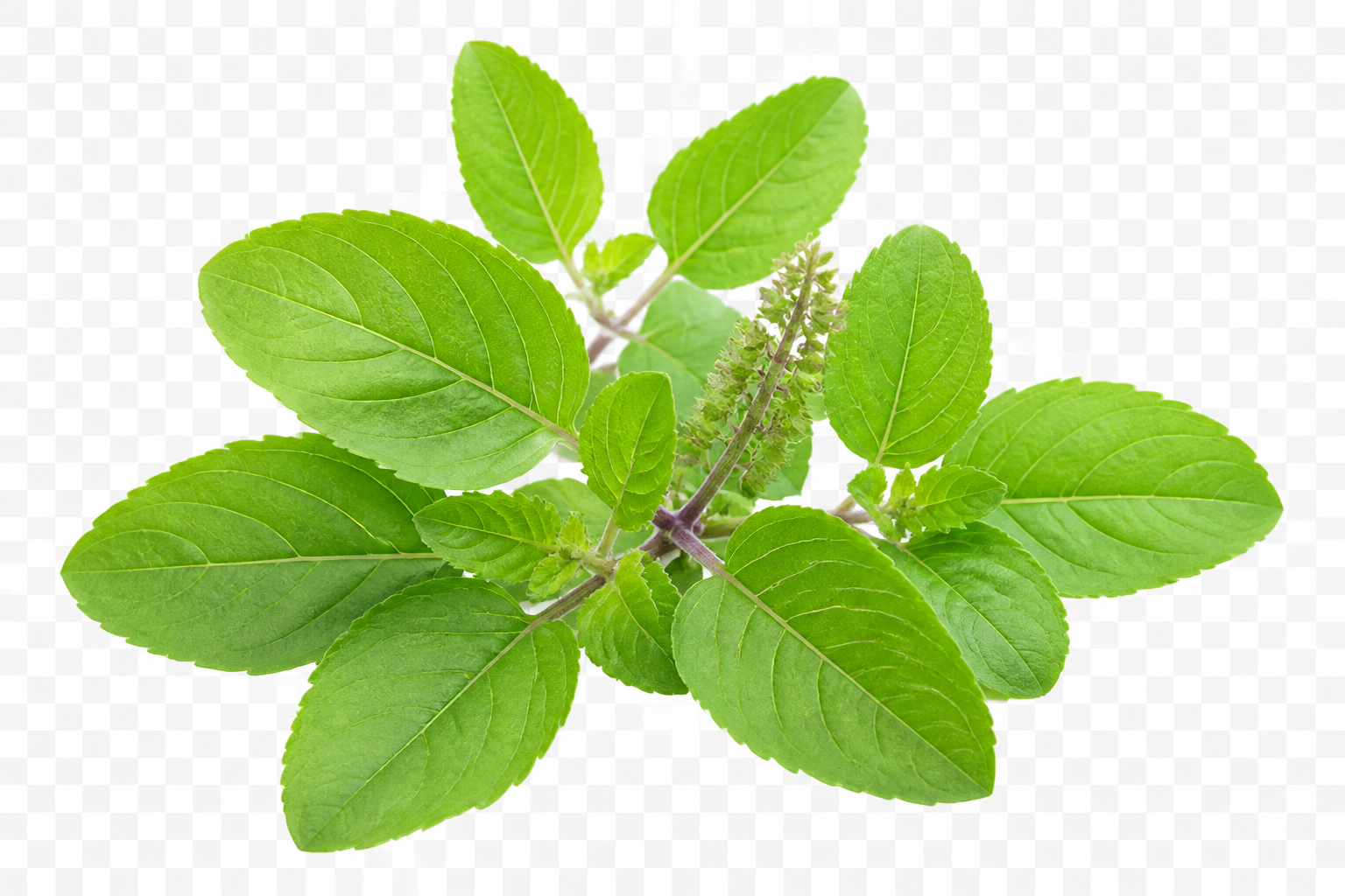 Fresh Tulsi Leaves | 100% Natural Leaves